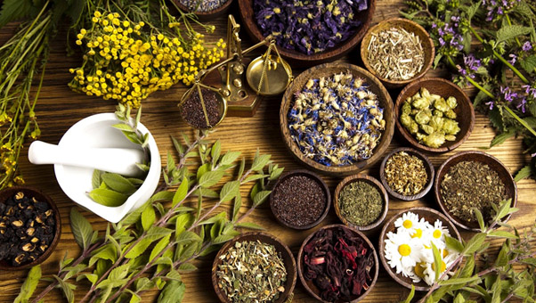 تنوع گیاهان دارویی