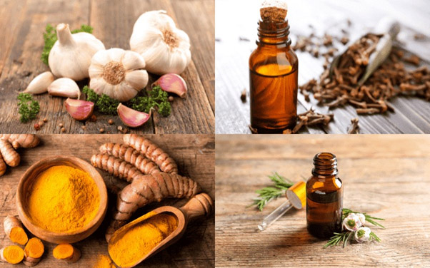 داروی گیاهی ضد باکتری