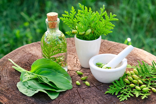 داروی گیاهی درد معده