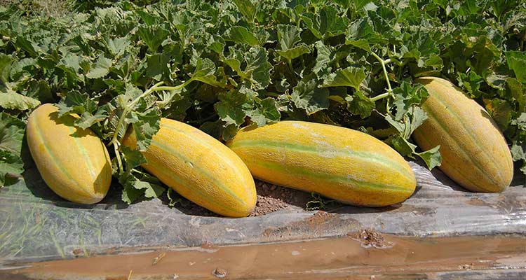 خربزه برای تقویت قوای جنسی
