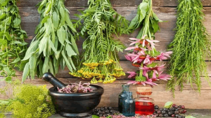 داروی گیاهی آسم